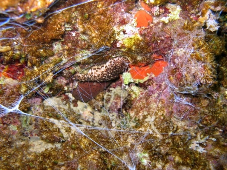 Holothuria sanctori (Delle Chiaje, 1823)  e Tubi di Cuvier
